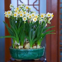 factory wholesale daffodil flower seeds for sales nature plant all season garden flower bulbs