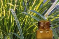 Citronella Essential Oil For Sale And Export