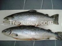 Frozen Whole Round Atlantic Salmon, Frozen Atlantic Salmon Heads (Salmo salar), V Cut for sale