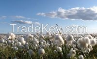 Egyptian Cotton, Regular Cotton