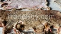 Merino Lamb hides