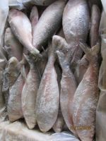 . Frozen Indian Mackerel , Frozen Horse Mackerel 