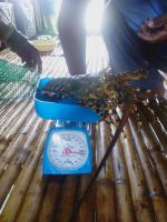 Spiny Tiger Lobster (Panulirus ornatus)