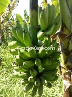 Fresh Berangan Banana