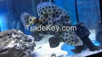 Humpback Grouper