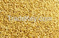 Yellow Millet