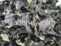Black Fungus