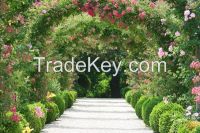 Wallpaper: Rose Garden Arch, 350 cm x 260 cm