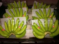 fresh green cavendish bananas