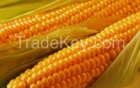 Yellow Corn Ukraine