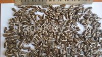 Striped sunflower seeds 22/64