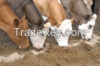 cattle feed