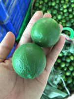 fresh lemon from vietnam (+841642828779)