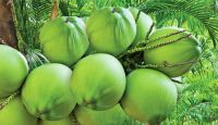 BEST PRICE FOR FRESH YOUNG COCONUTS (+84342828779)