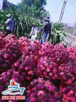 Fresh dragon fruit from Vietnam (+84342828779)