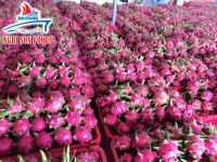 High quality for Fresh dragon fruit (+84342828779)