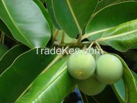 TAMANU oil- best product for your health from vietnam