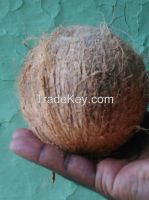 fresh mature coconut