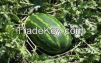 https://www.tradekey.com/product_view/Celebration-Water-Melons-7800675.html