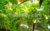 Fresh Sultana Grapes