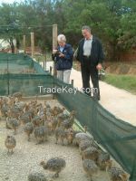 fertile ostrich chicks and eggs
