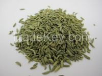 Fennel Seed