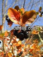 https://fr.tradekey.com/product_view/Aronia-Melanocarpa-7859169.html