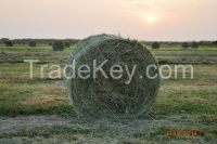 Rhodes Grass