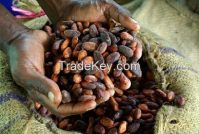 Good Quality Cocoa Beans Bulk Supplies