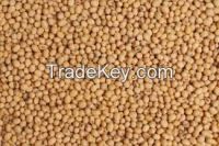 Sorghum