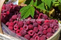 ORGANIC RASPBERRY.BLACKCURRANT, APPLES