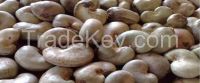 2016 Raw Cashew Nuts