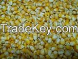 yellow maize 