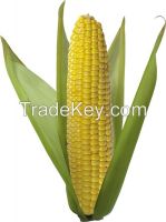 Corn