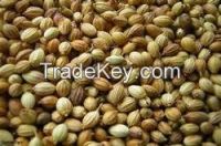 Coriander Seed