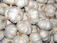 Fresh Natural garlic
