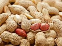 Peanuts in shell and without