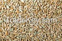 Rye grains