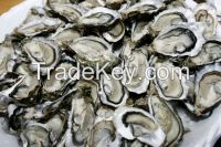 Dried oyster 