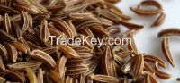 Dried caraway seeds