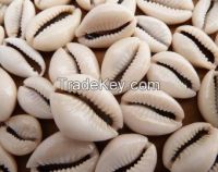 Super quality Natural cowries of high grade for sale 