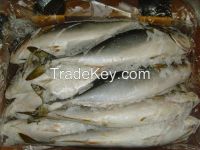 KOREAN YELLOW TAIL FISH