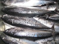 FROZEN BONITO FISH