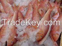 FROZEN RED MULLET