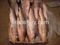 FROZEN ROHU FISH