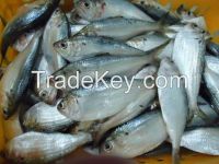 FROZEN DOTTED GIZZARD SHAD FISH