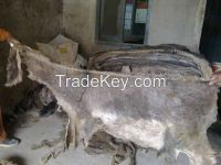 dry and wet salted donkey hides