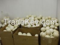 OSTRICH EGGS