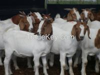 Livestock Full Blood Boer Goats for sale