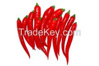 FRESH CHILLIES